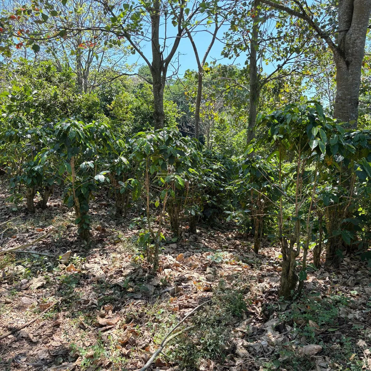 Finca en Alajuela Naranjo