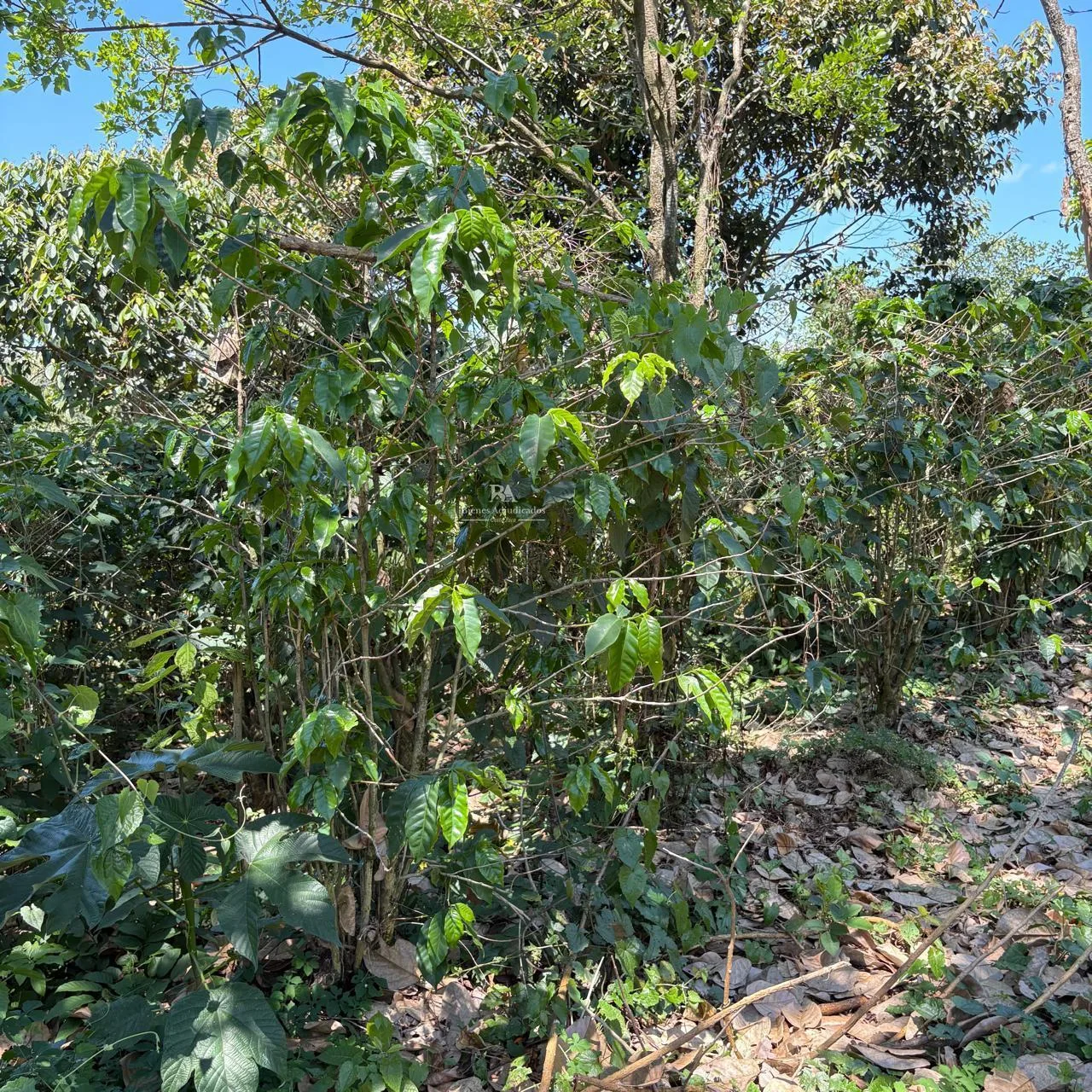 Finca en Alajuela Naranjo