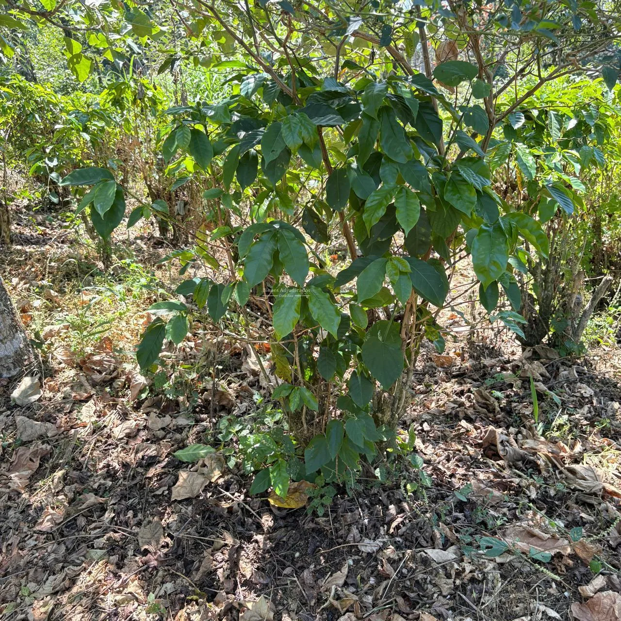 Finca en Alajuela Naranjo