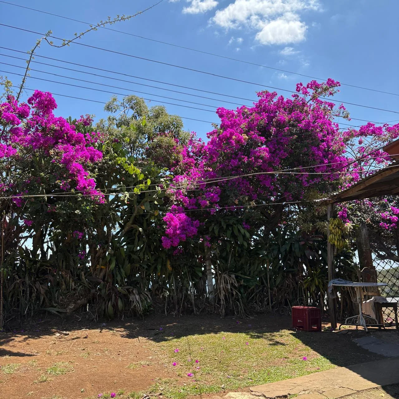 Finca en Alajuela Naranjo