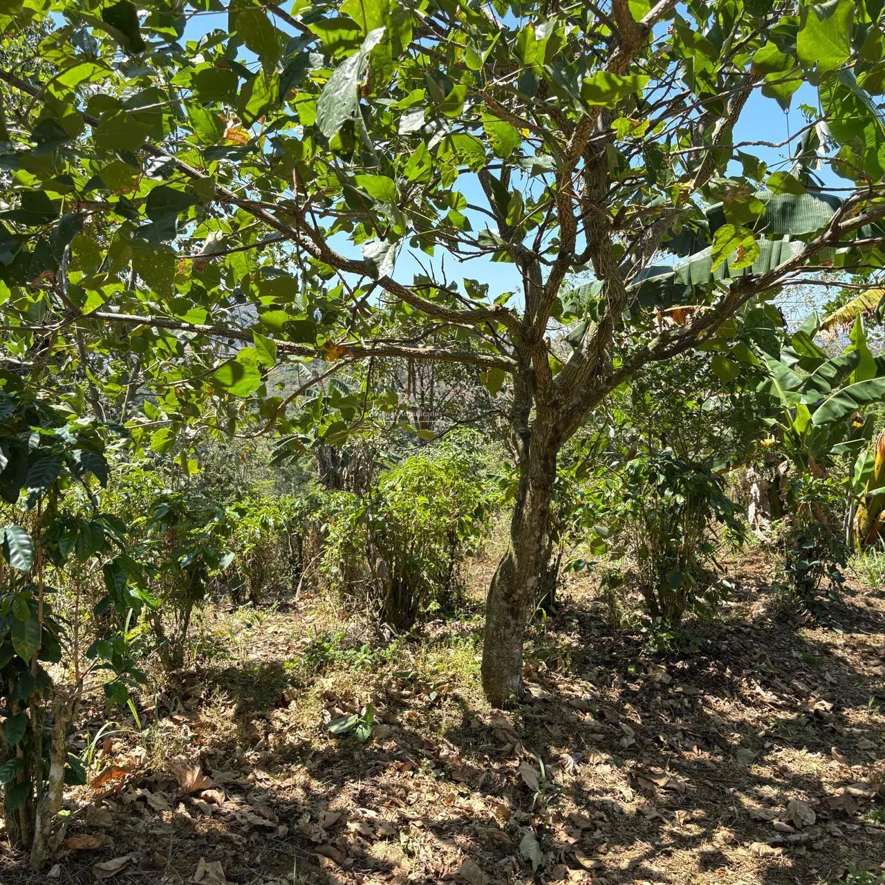 Finca en Alajuela Naranjo