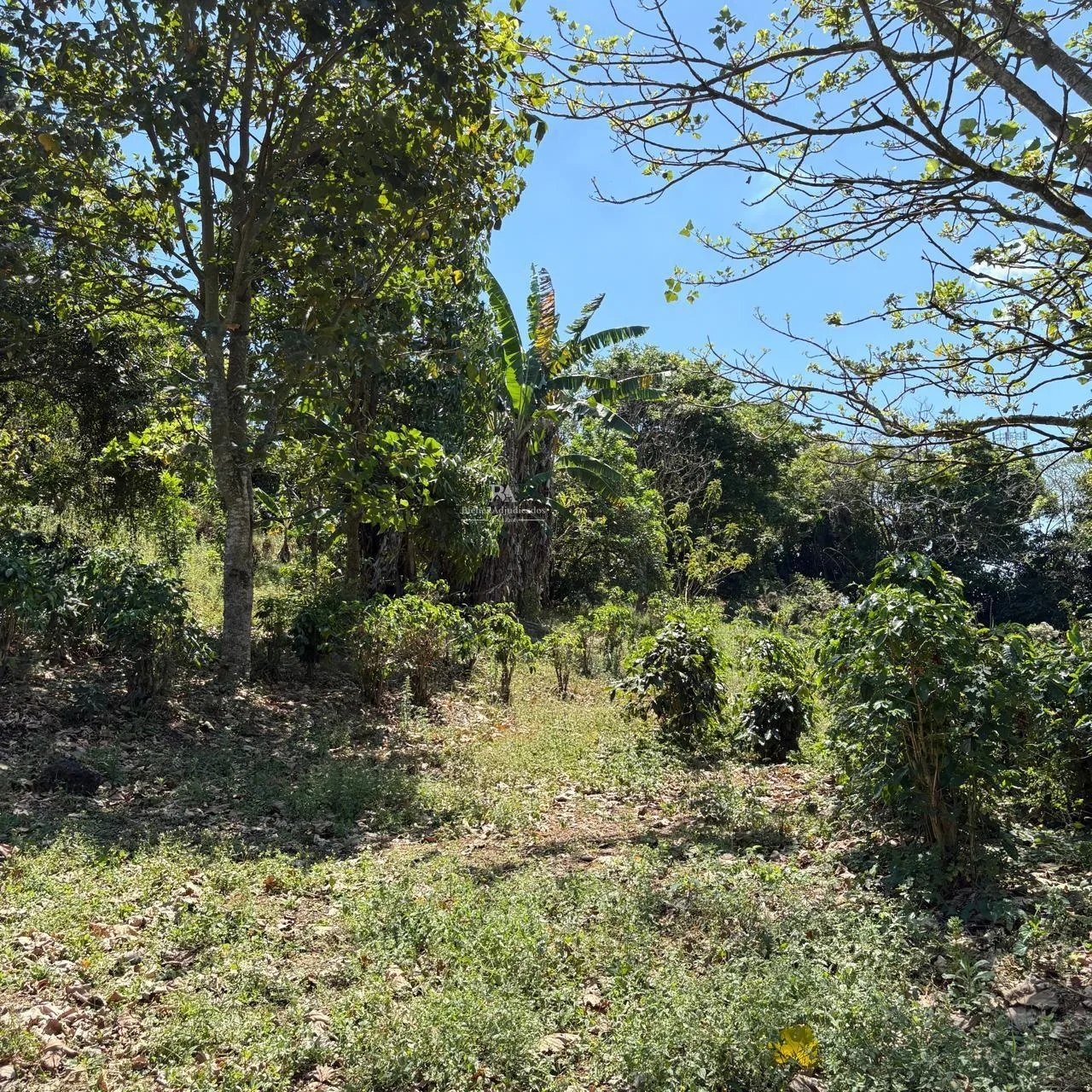 Finca en Alajuela Naranjo