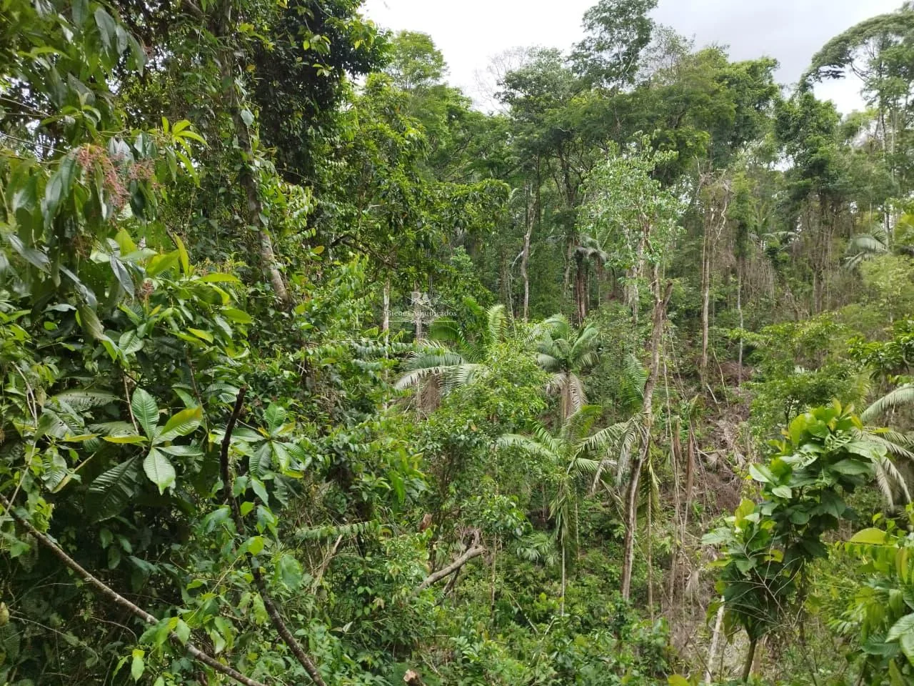 Finca en Cutris San Carlos