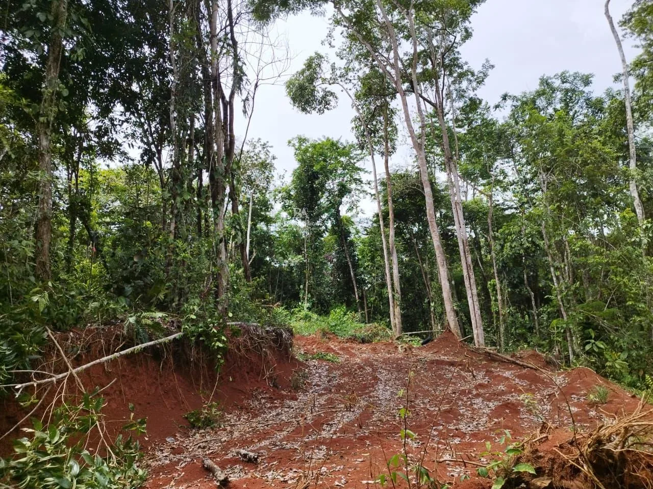 Finca en Cutris San Carlos