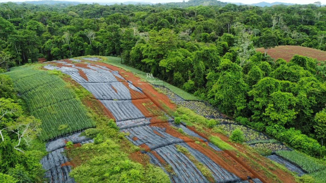 Finca en Cutris San Carlos