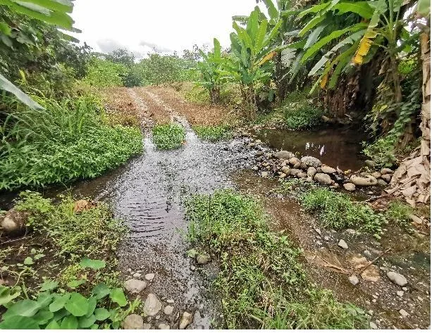 Finca en Guácimo Limón