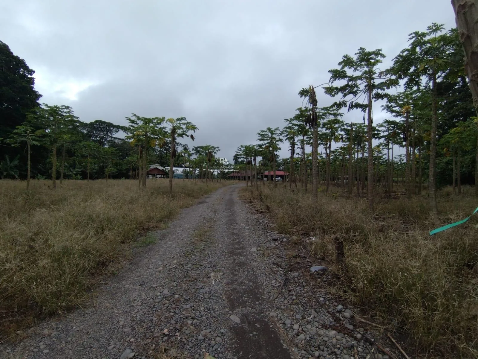 Finca en Guácimo Limón
