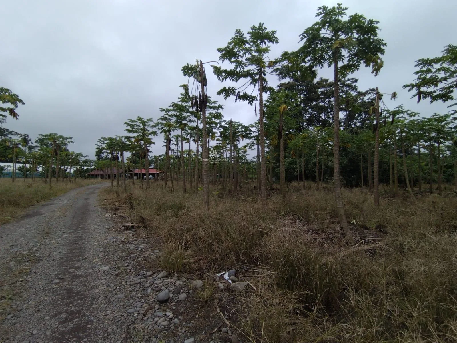 Finca en Guácimo Limón