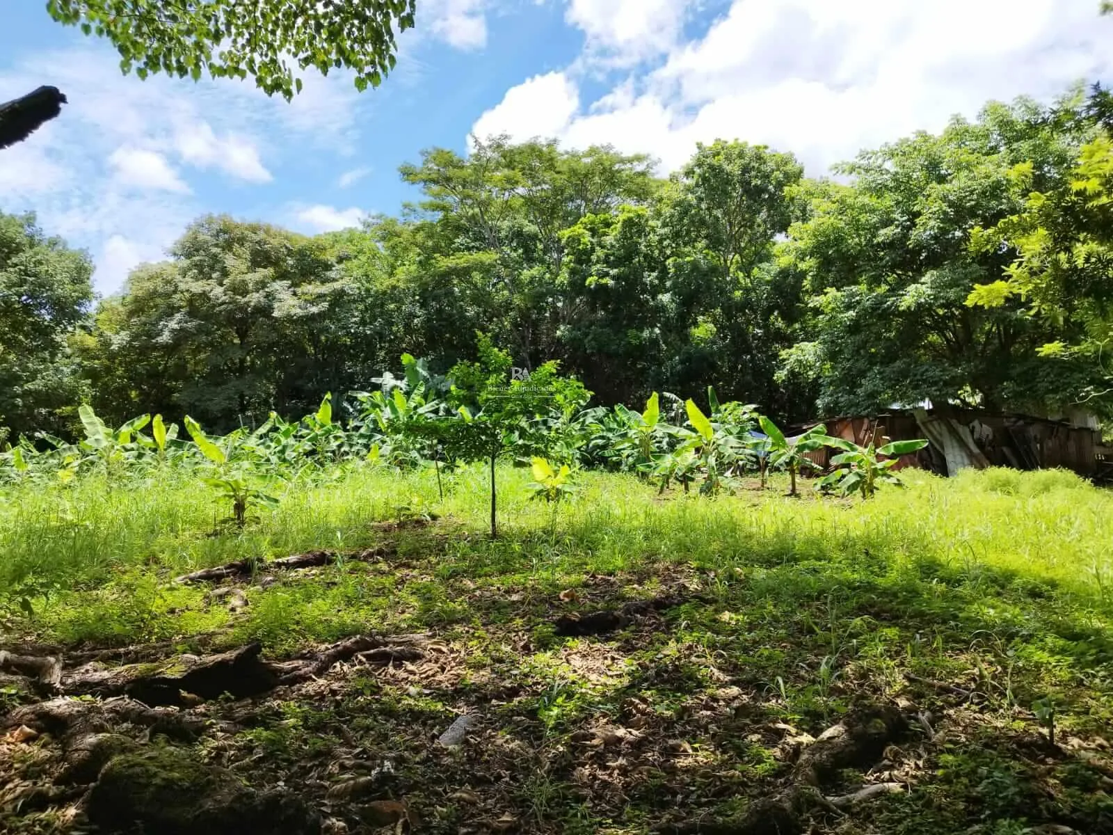 Finca en Montes de Oro Puntarenas