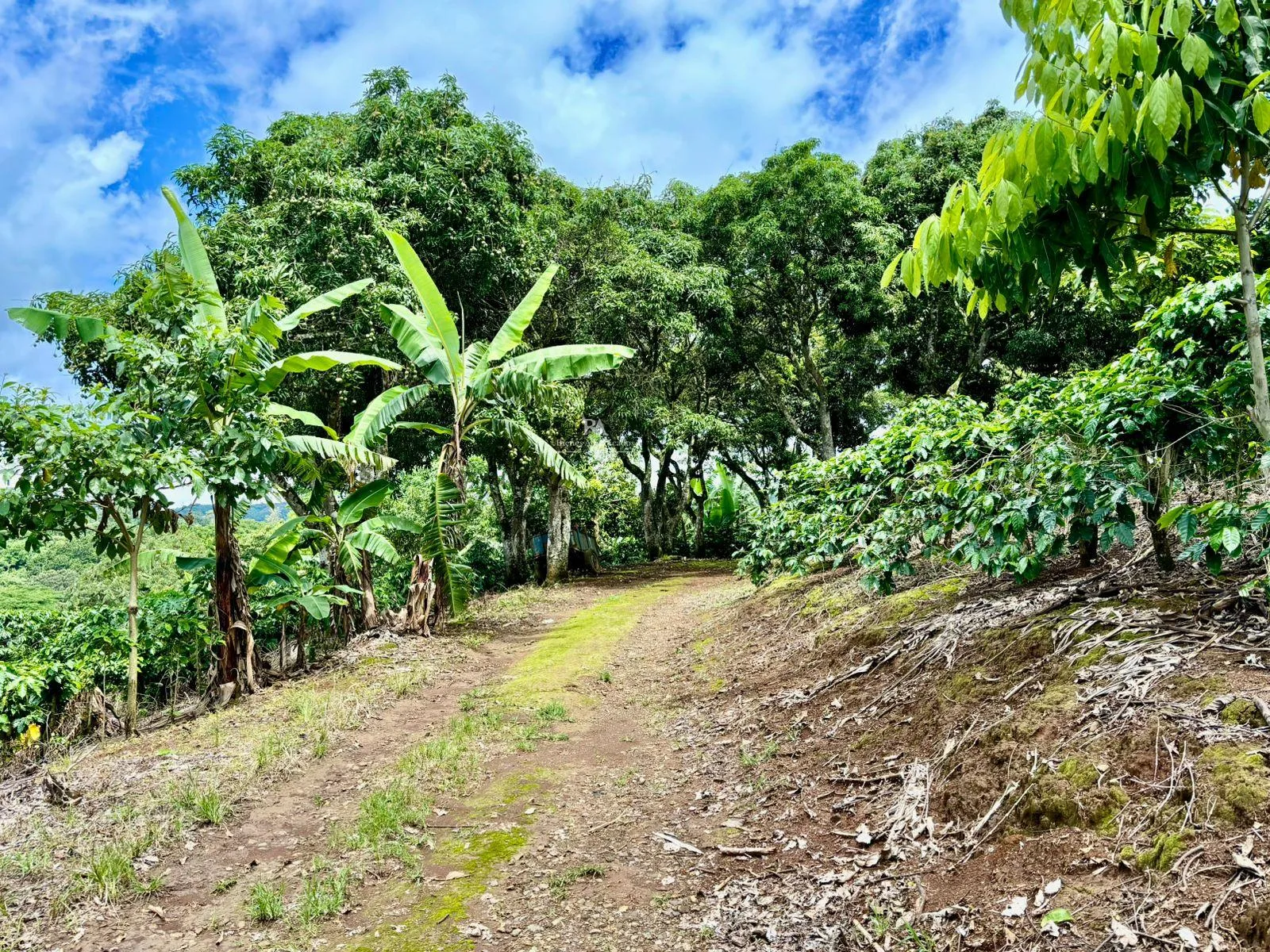 Finca en Naranjo Alajuela
