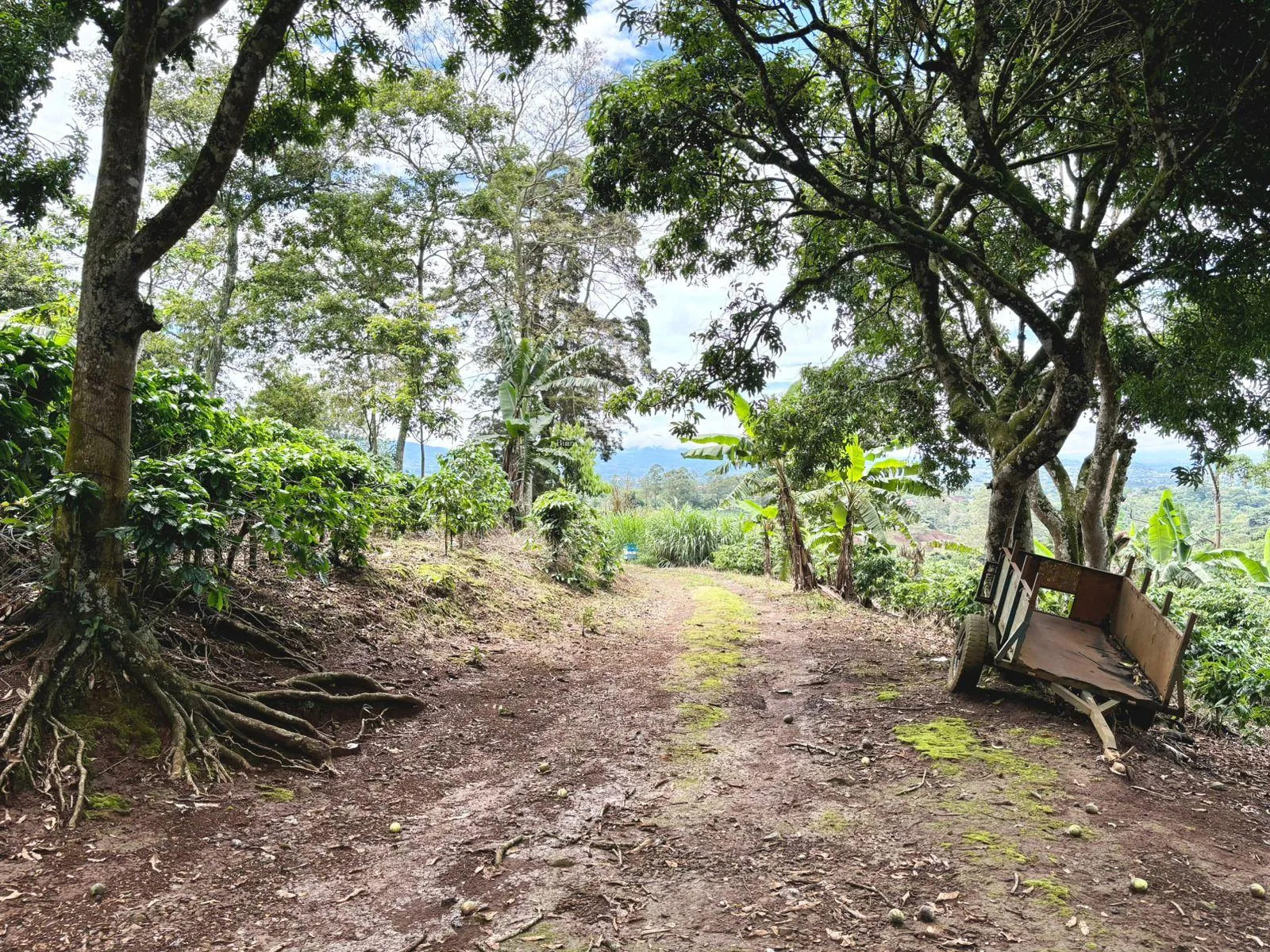 Finca en Naranjo Alajuela
