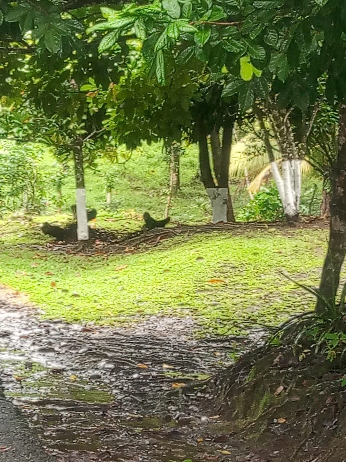 Finca en Venado San Carlos
