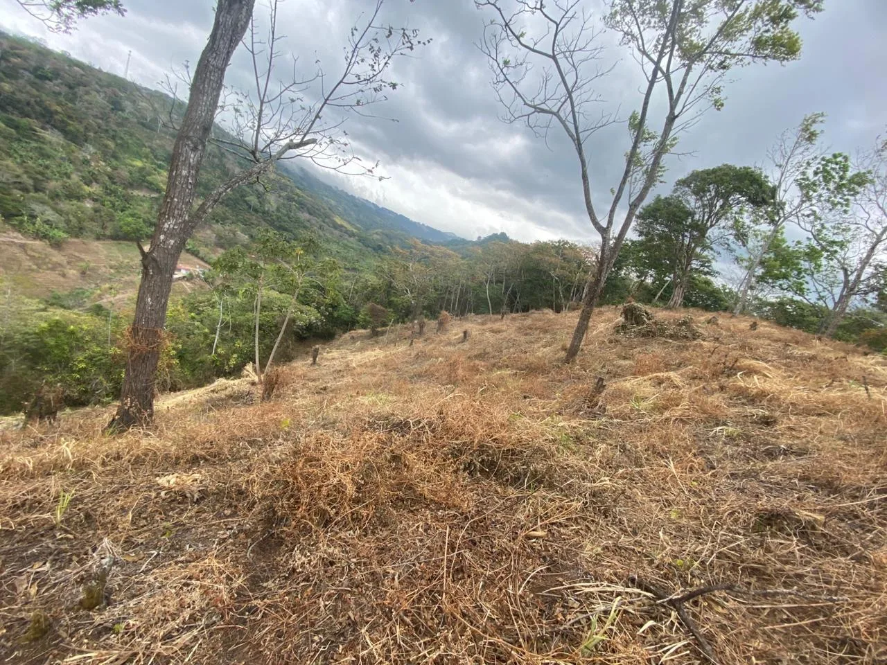 Finca San Juanillo Naranjo