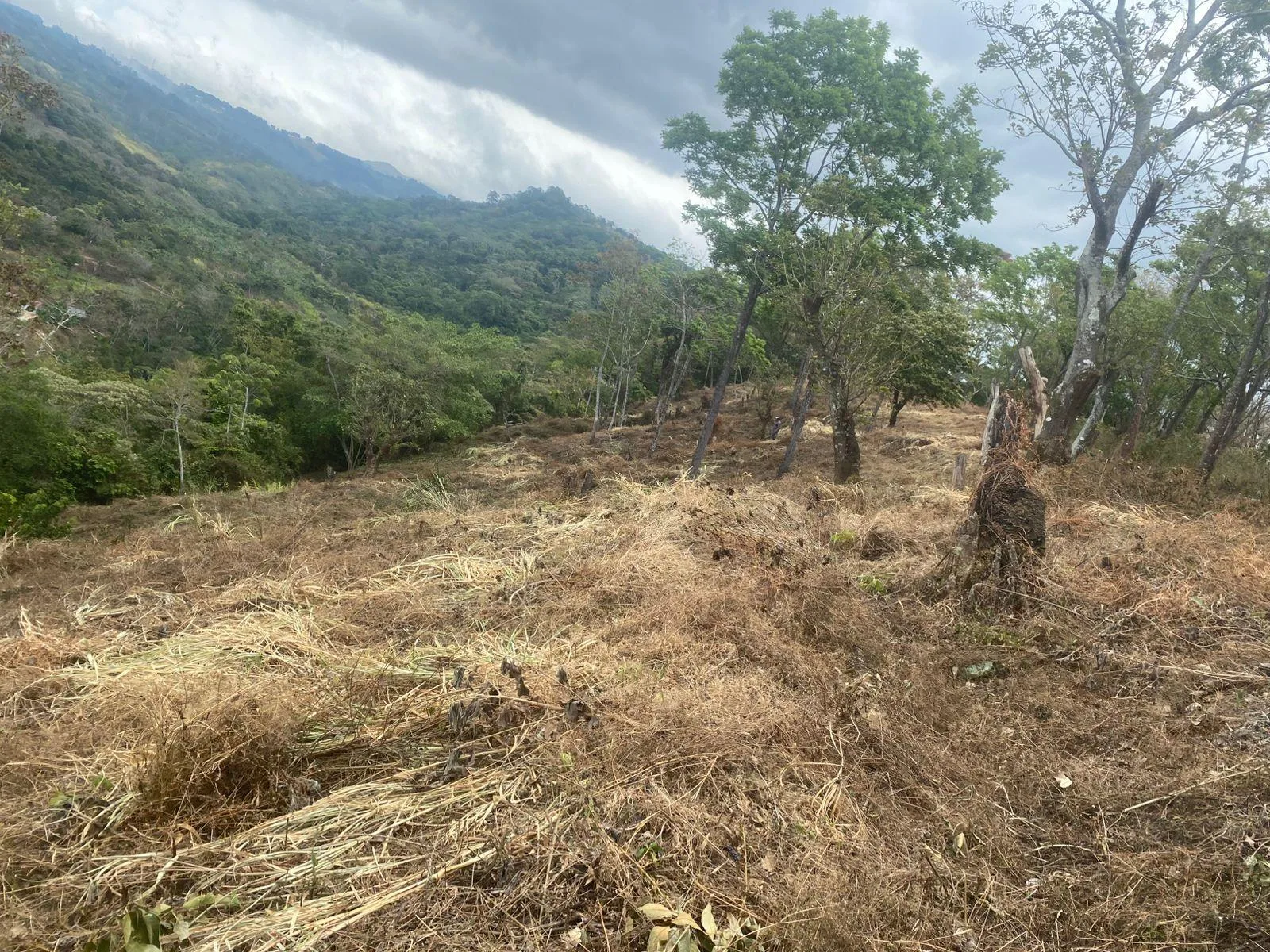 Finca San Juanillo Naranjo