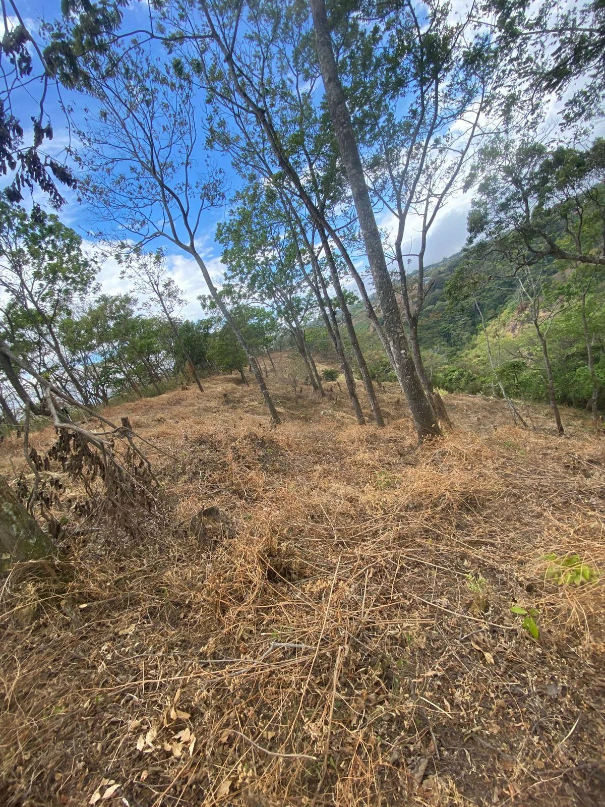Finca San Juanillo Naranjo