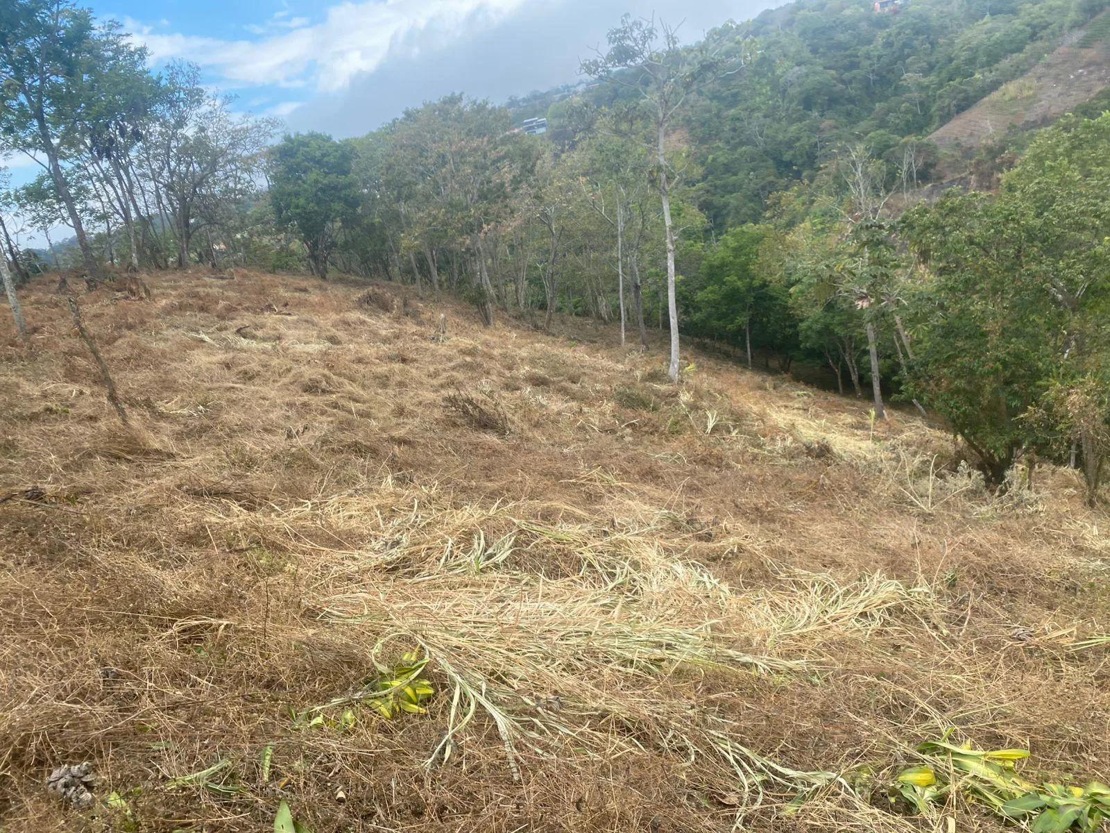 Finca San Juanillo Naranjo