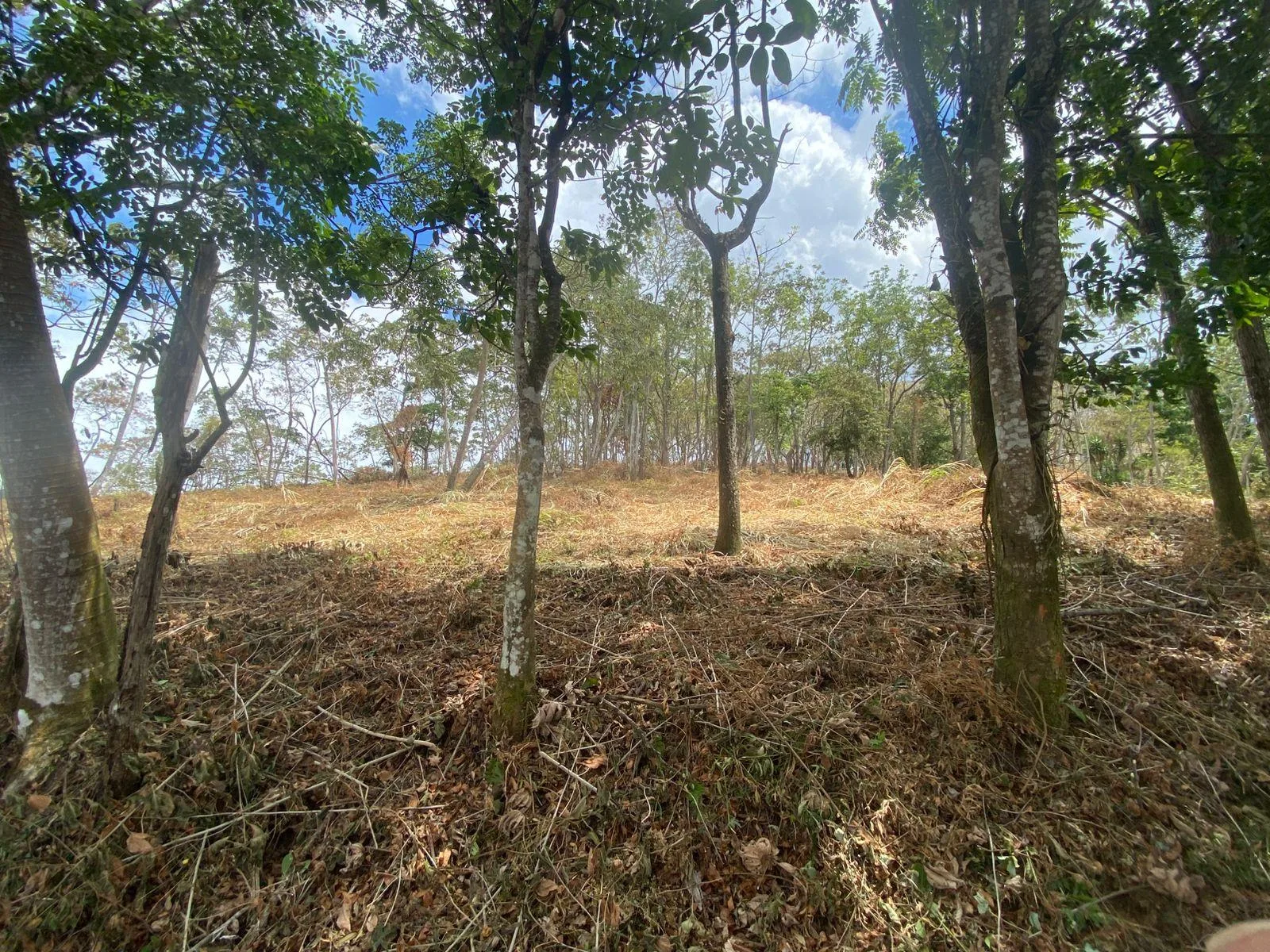 Finca San Juanillo Naranjo