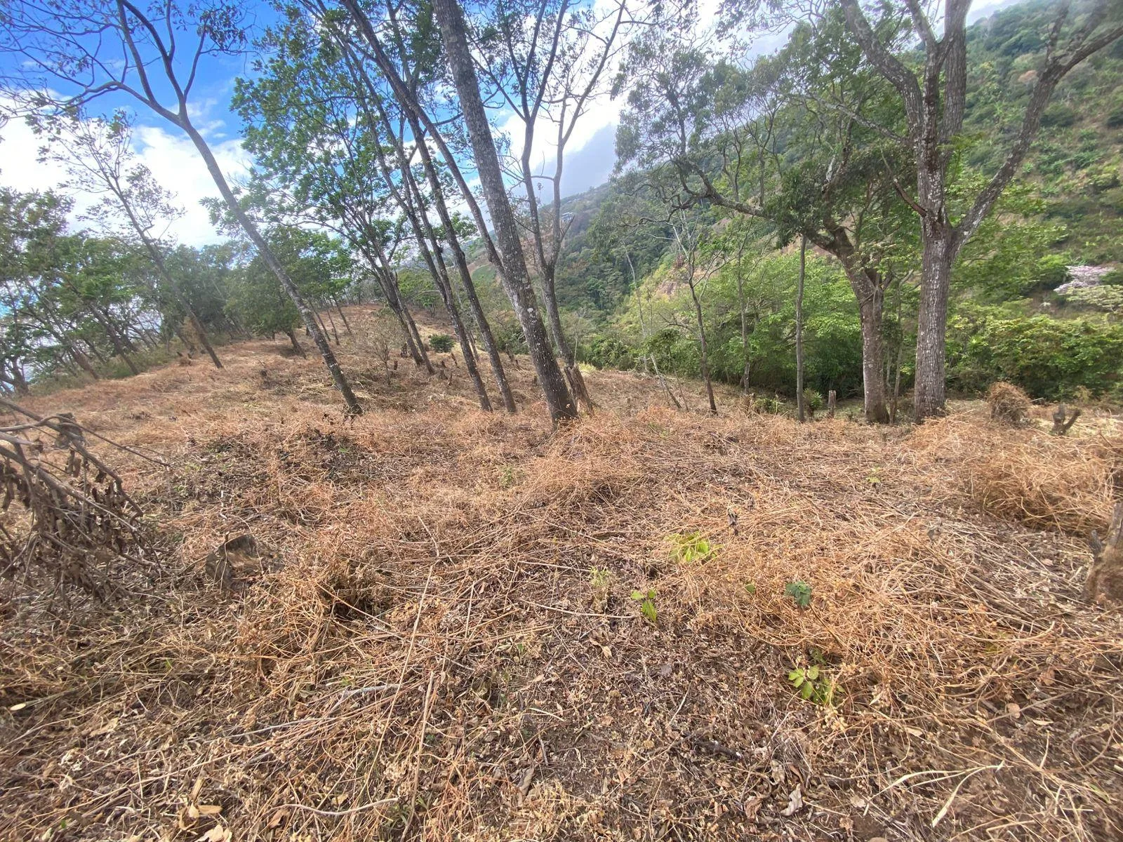 Finca San Juanillo Naranjo