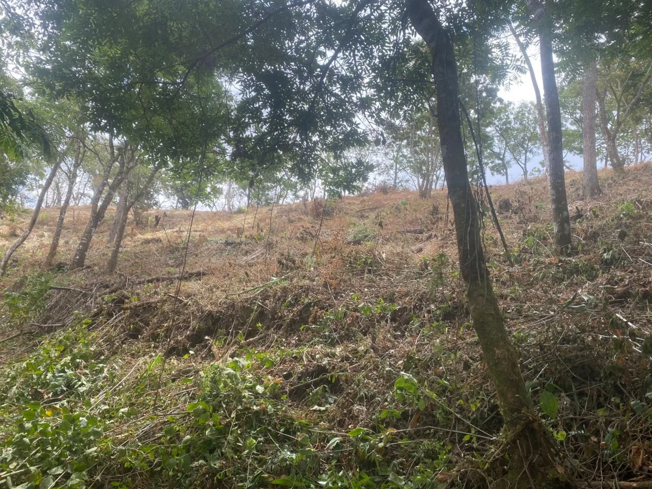 Finca San Juanillo Naranjo
