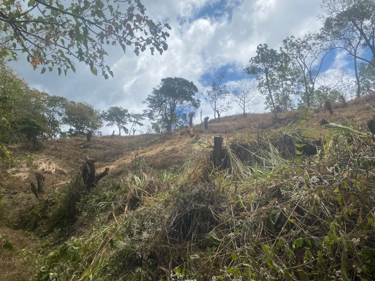 Finca San Juanillo Naranjo
