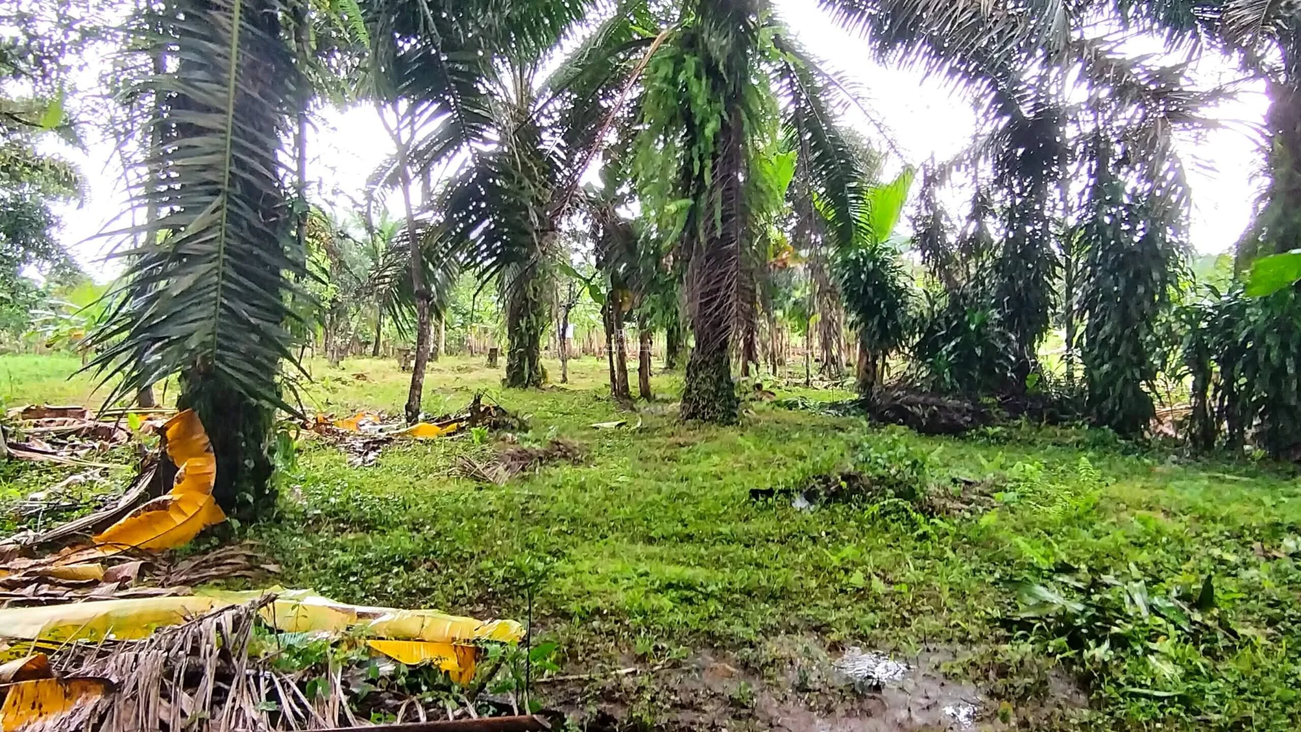 Lote – Construcción en Corredores Puntarenas