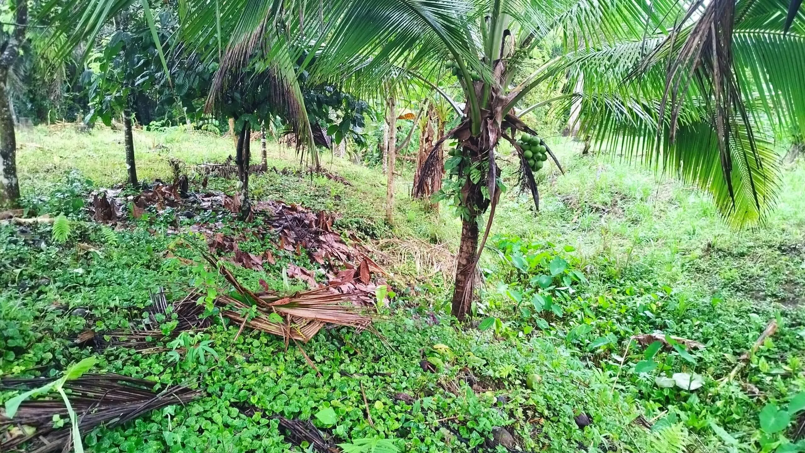 Lote – Construcción en Corredores Puntarenas