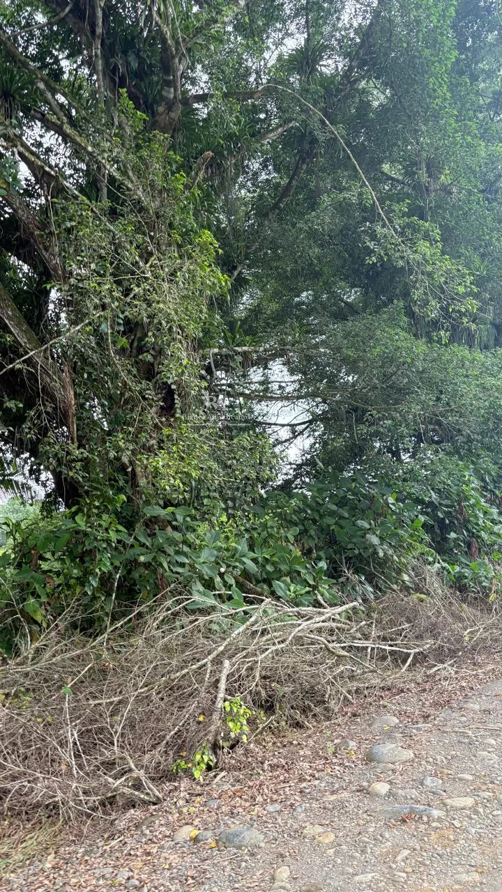 Lote en Búfalo de Limón