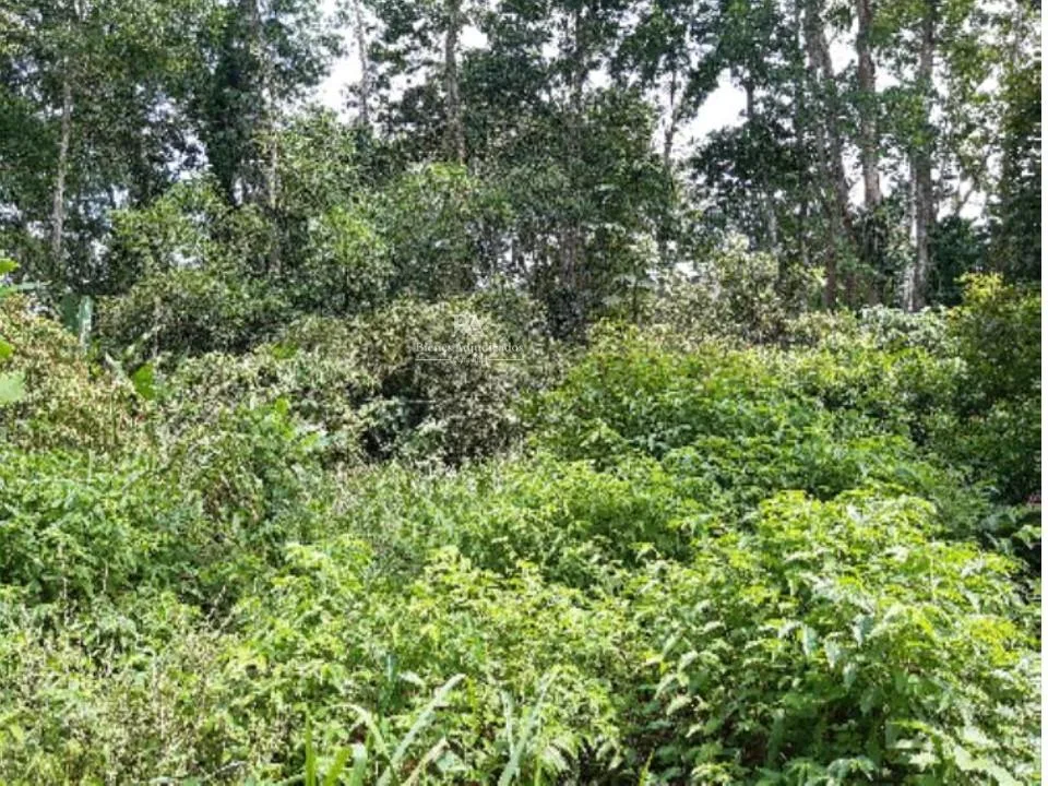 Lote en Búfalo de Limón