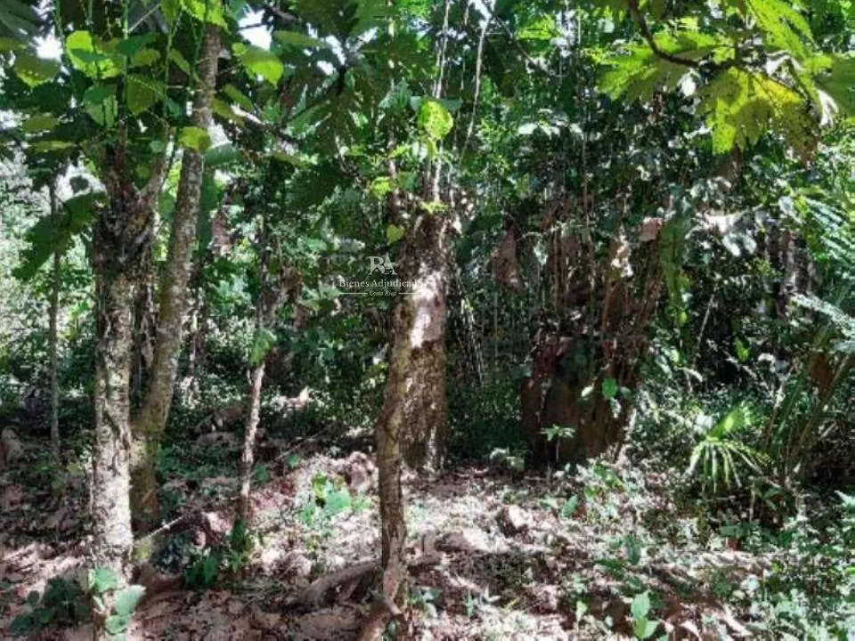 Lote en Búfalo de Limón