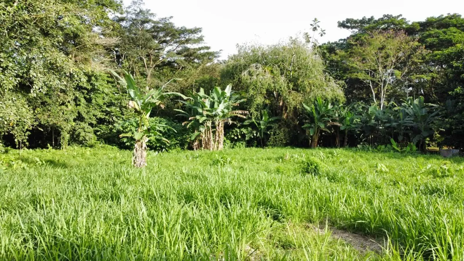 Lote en Canalete de Upala