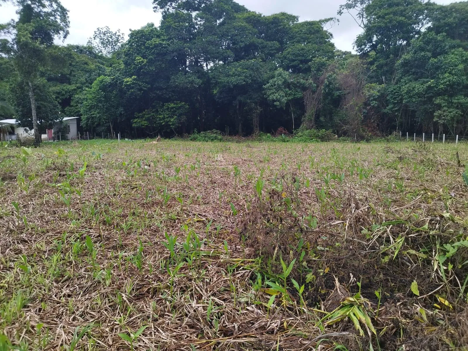 Lote en Heredia Sarapiquí