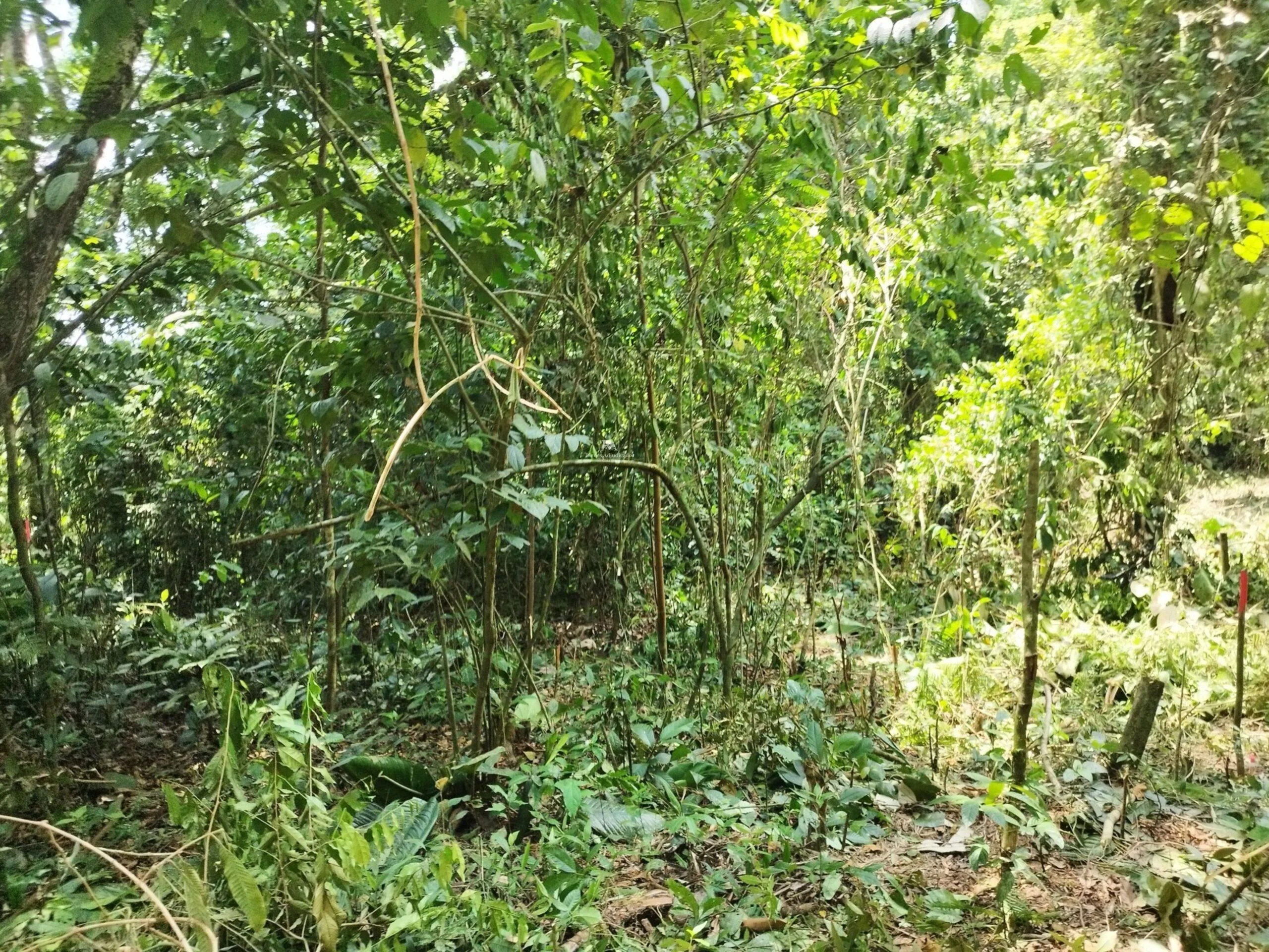 Lote en Heredia Sarapiquí la Virgen
