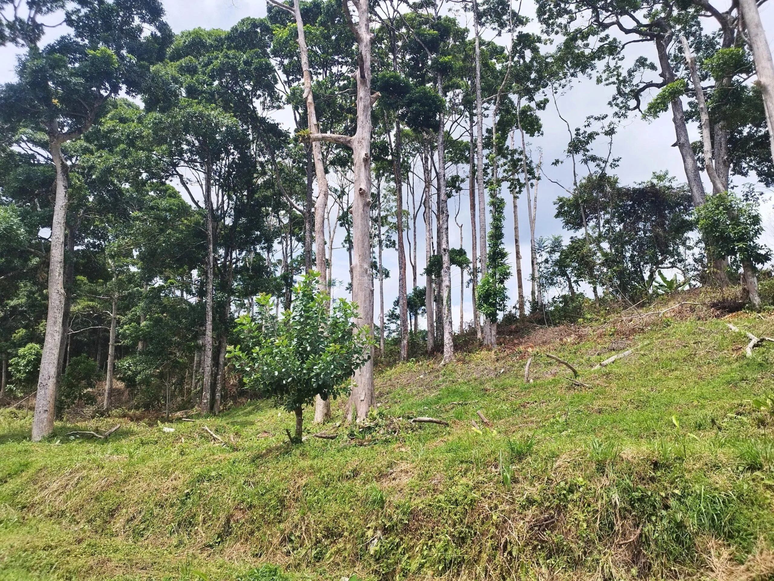 Lote en Heredia Sarapiquí la Virgen