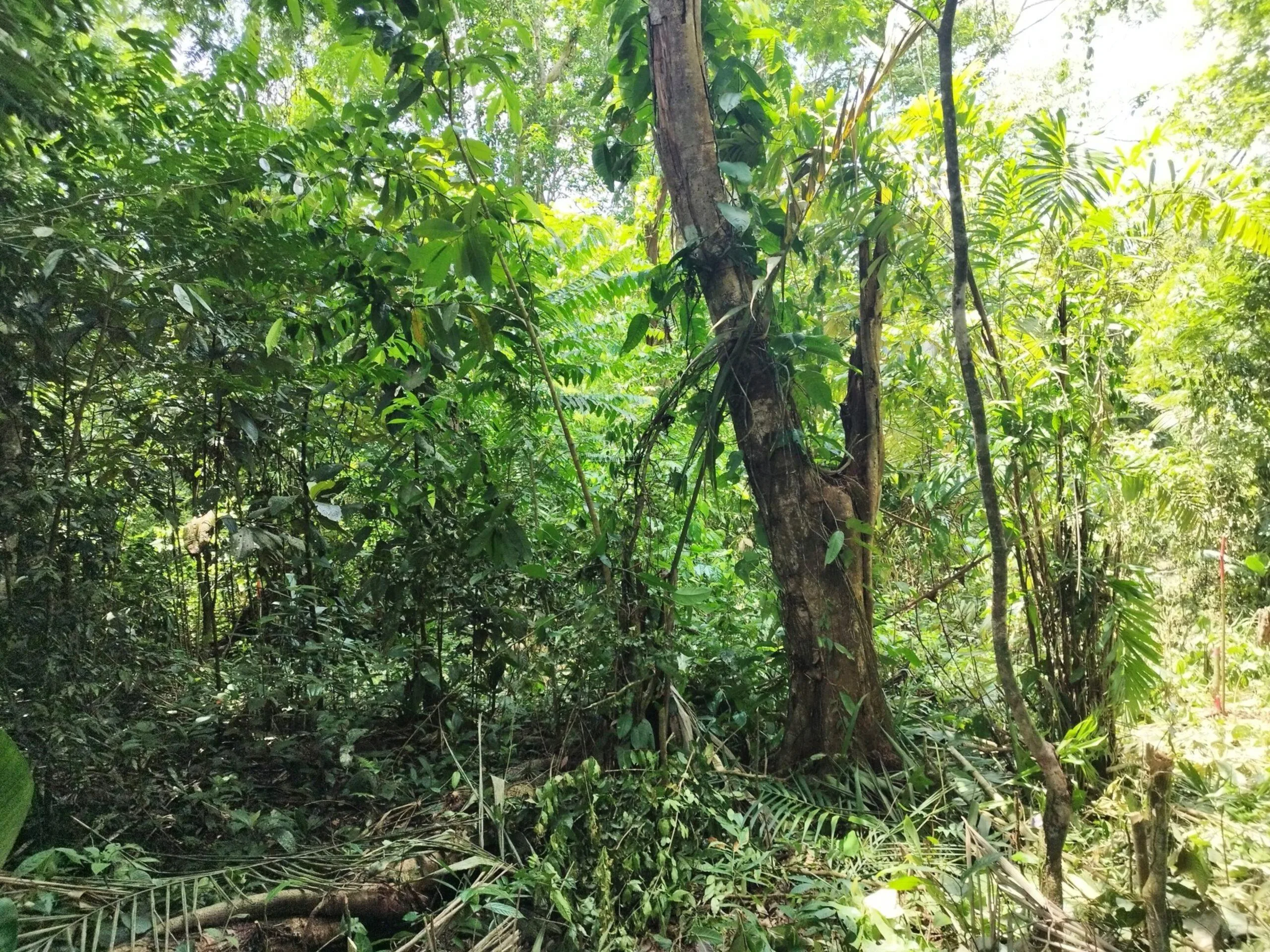 Lote en Heredia Sarapiquí la Virgen