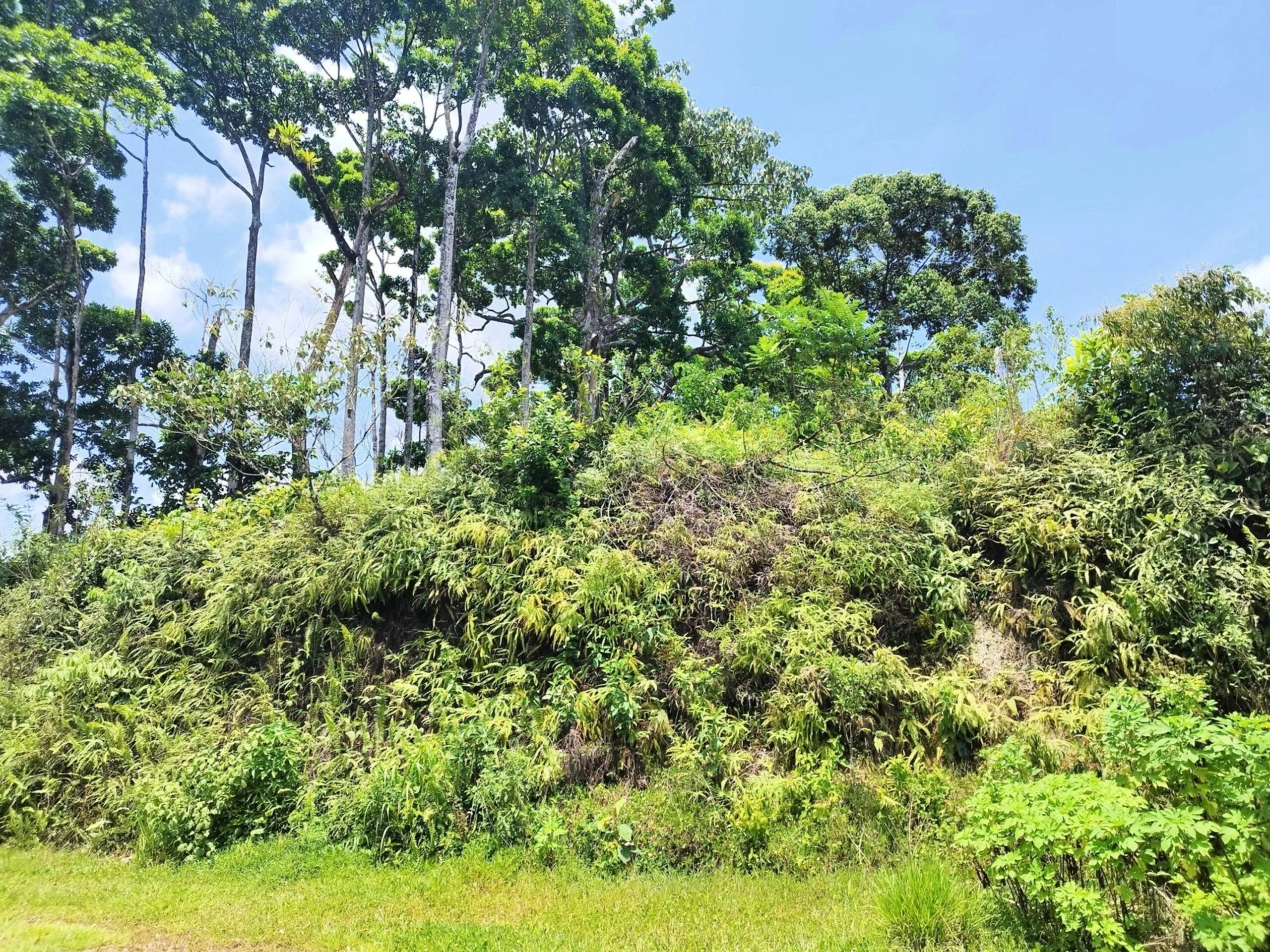 Lote en Heredia Sarapiquí la Virgen