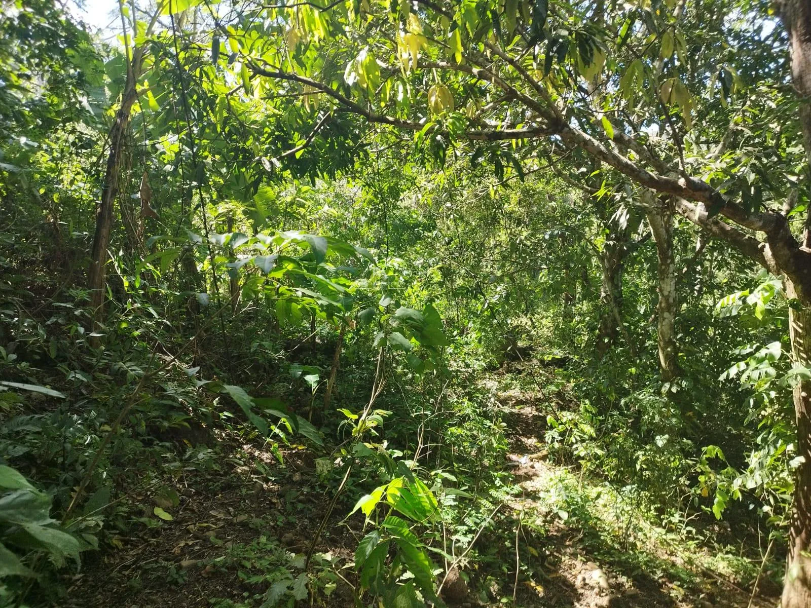 Lote en Miramar de Puntarenas
