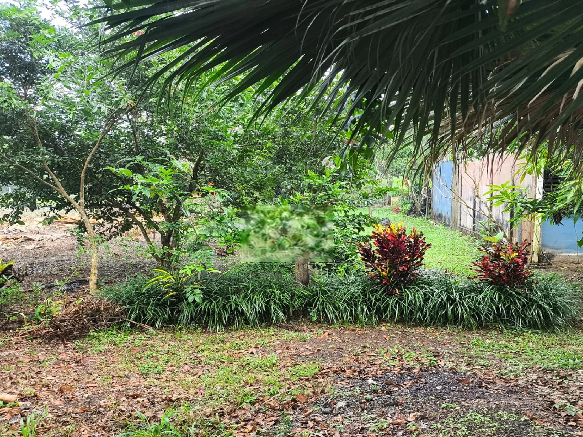 Lote en Puerto Jiménez Puntarenas 2