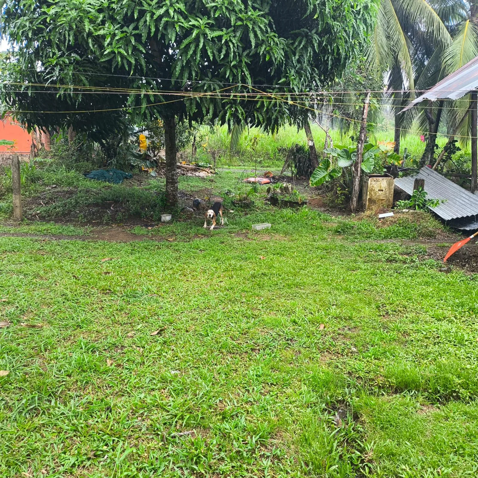 Lote en Puerto Jiménez Puntarenas 2