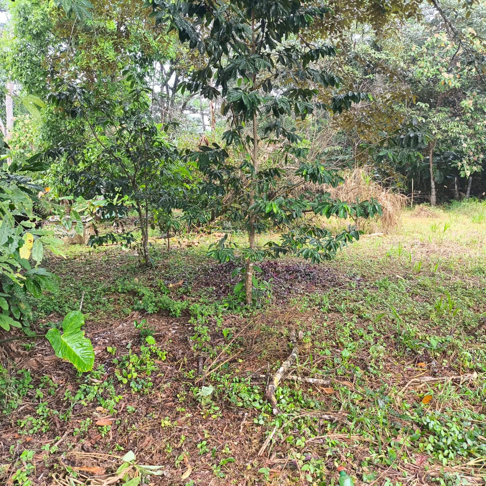 Lote en Puerto Jiménez Puntarenas