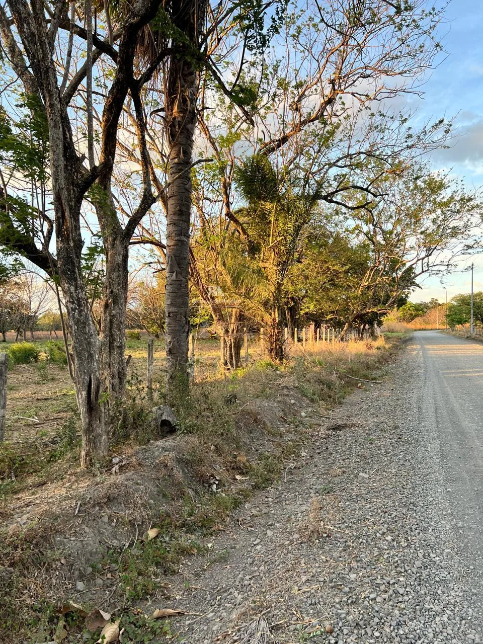 Proyecto la Ponderosa lote # 12