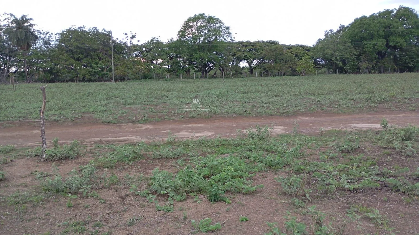 Proyecto la Ponderosa lote # 15