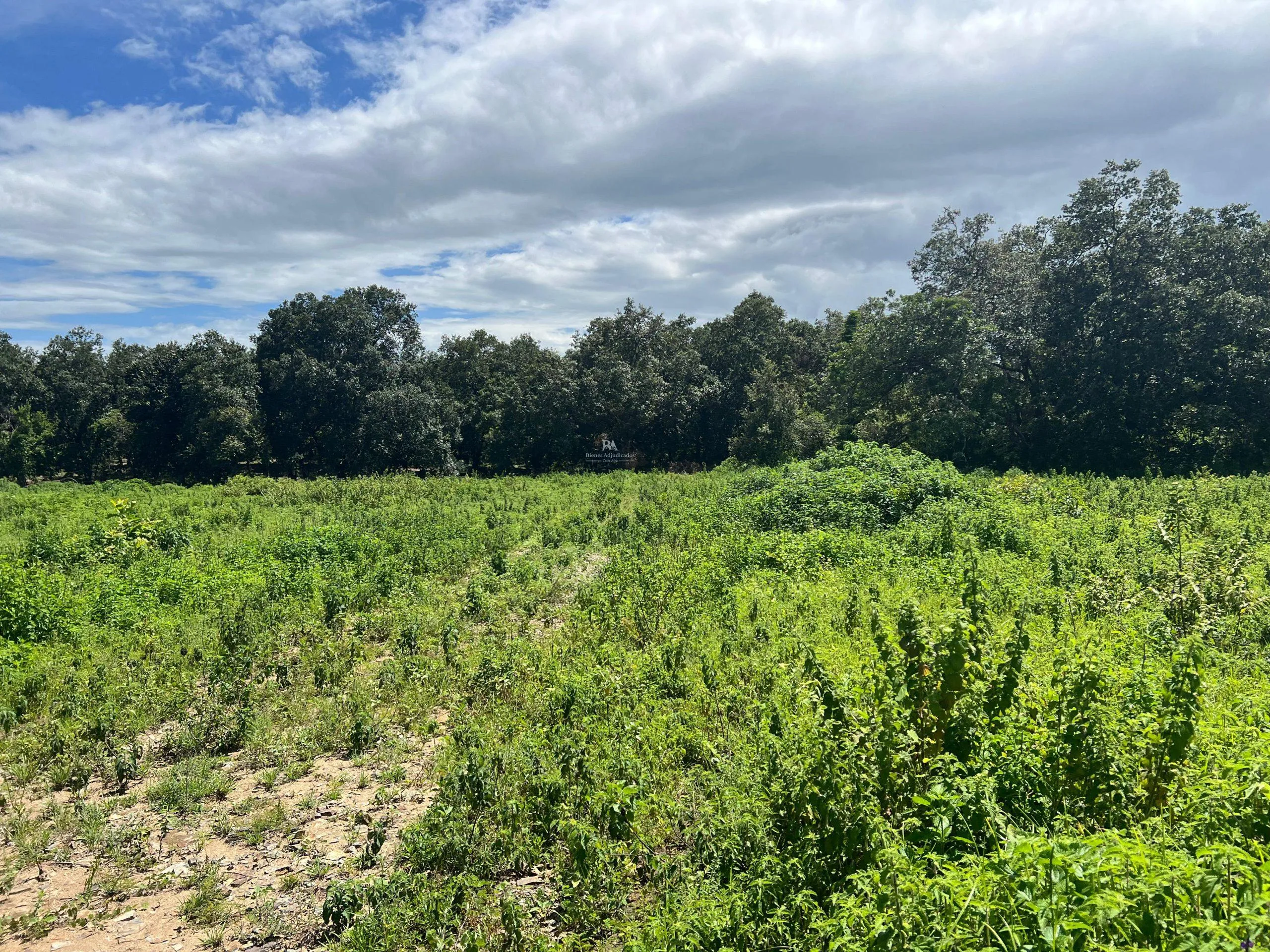 Proyecto la Ponderosa lote # 19