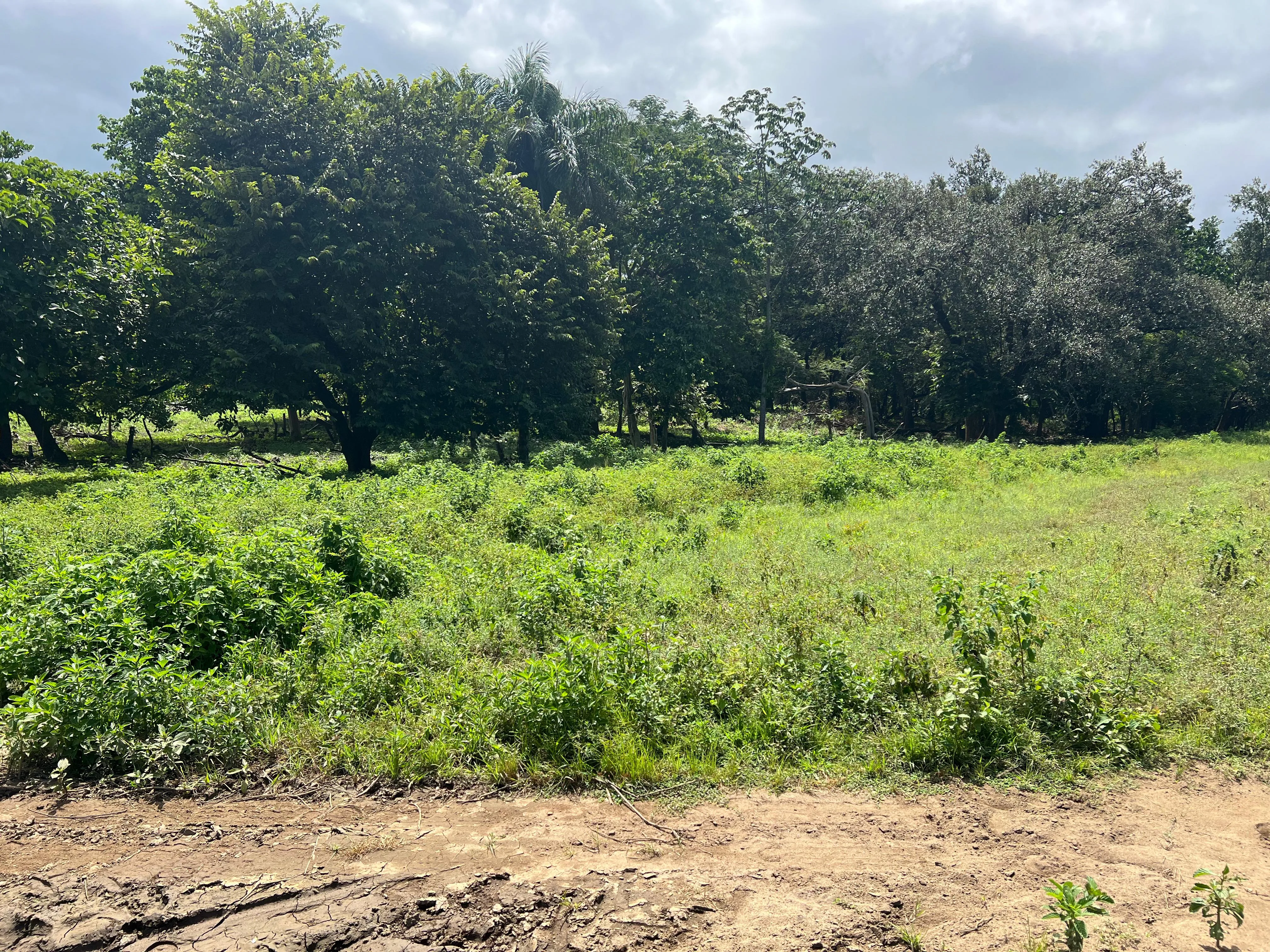 Proyecto la Ponderosa lote # 19