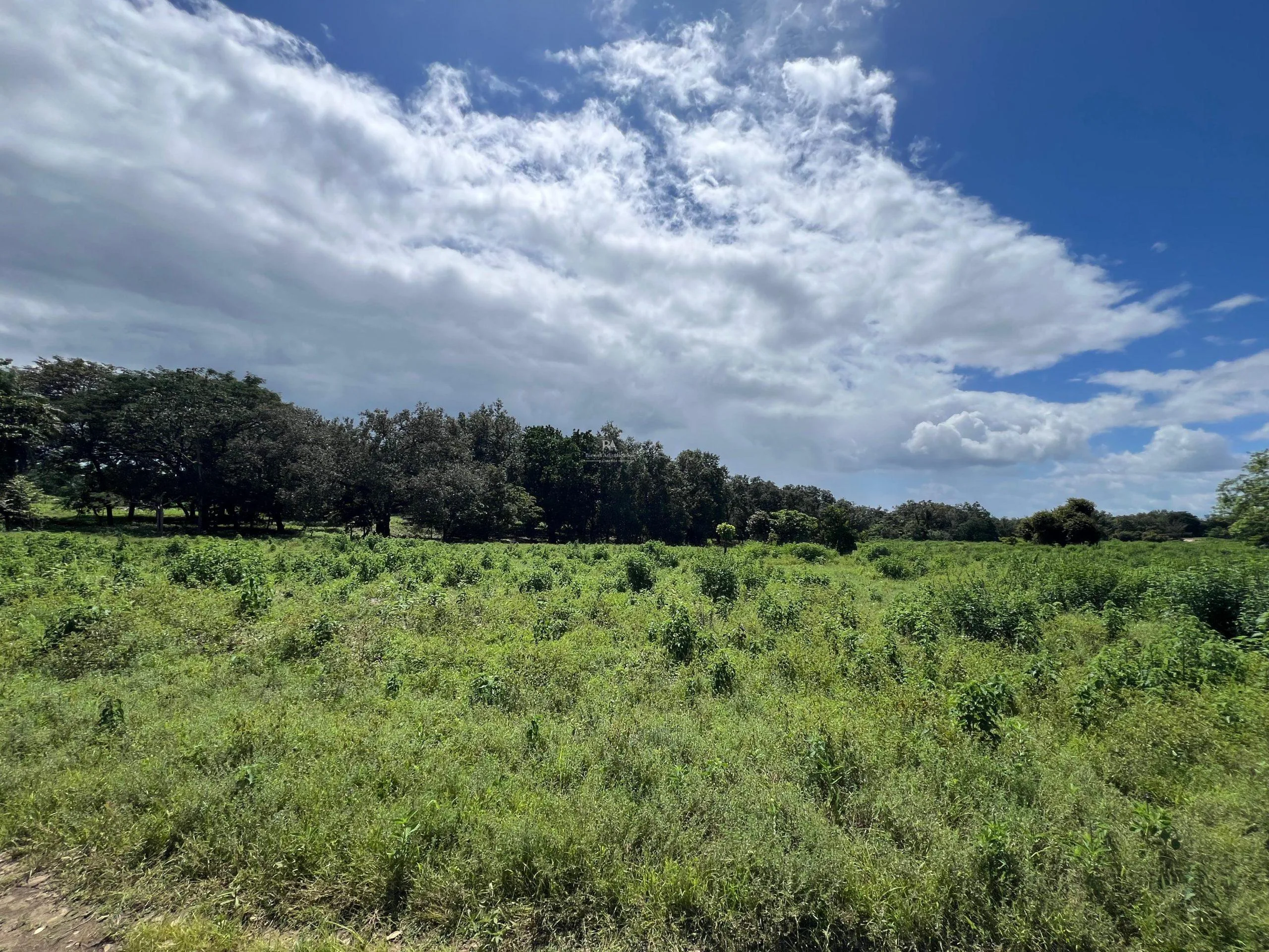 Proyecto la Ponderosa lote # 19