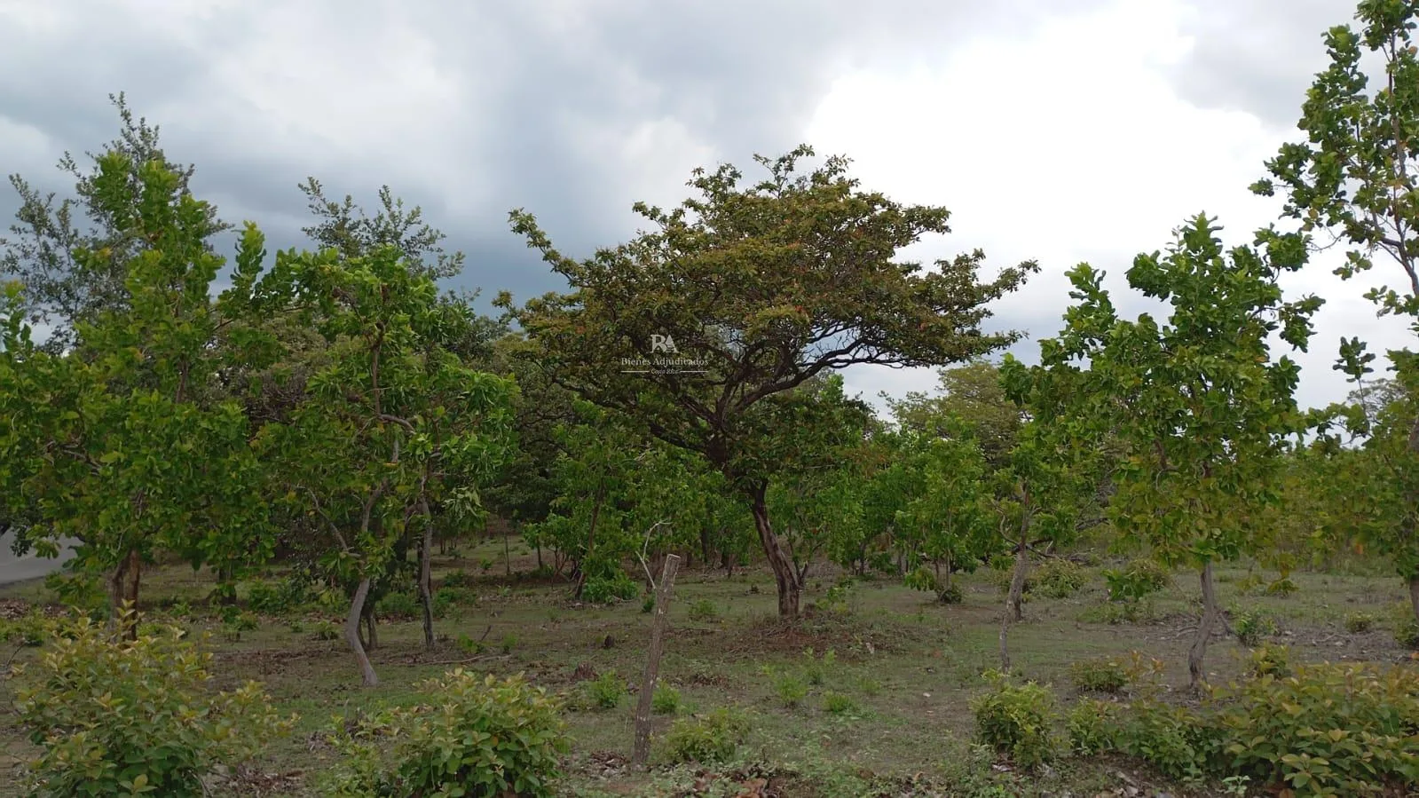 Proyecto la Ponderosa Lote 53A-1