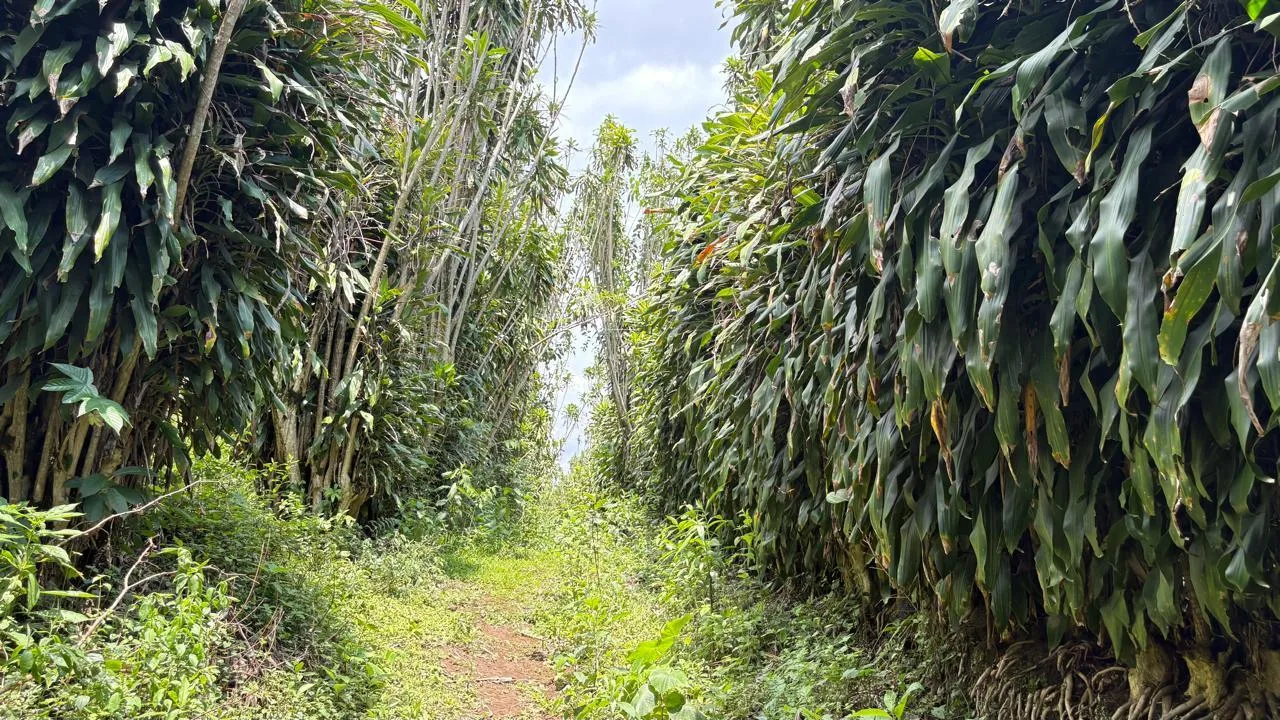 Terreno en Santa Bárbara Heredia